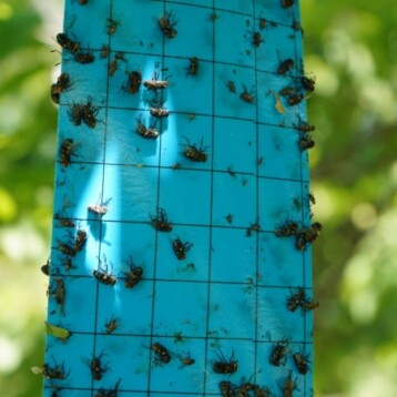 Refuerzan combate al gusano barrenador en Yucatán