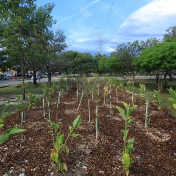 Ciudad Caucel estrena jardín de lluvia para combatir encharcamientos