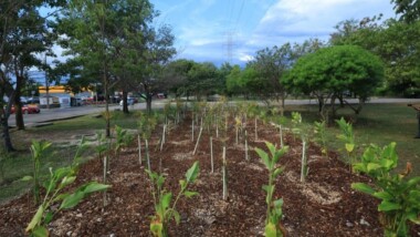 Jardines de lluvia: nueva estrategia contra encharcamientos