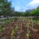 Jardines de lluvia: nueva estrategia contra encharcamientos